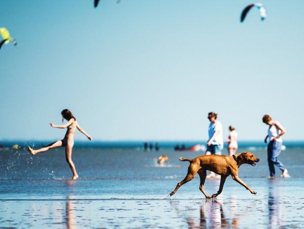 Menschen, Kitesurfer und ein Hund am Strand